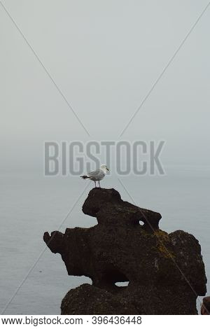 Gulls  Gannets And Other Seabirds At The Skellig Islands