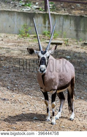 Gemsbok Or Gemsbok Or Oryx Gazella In Zoo.