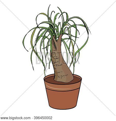 Exotic Plant Nolina Isolated On White Background. Tipical Room Plant Grown Indoors
