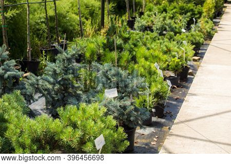 Christmas Tree Grown In Pots At Local Farm