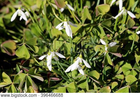 Densely Planted Snowdrop Or Galanthus Bulbous Perennial Herbaceous Plants With Two Linear Leaves And