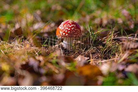 Classic Red Toadstool, Amanita Muscaria Mushrom In The Autumn Forest.