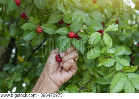 Hand Of Women Is Harvesting Red Cherry On The Tree With Sunlight In The Garden.