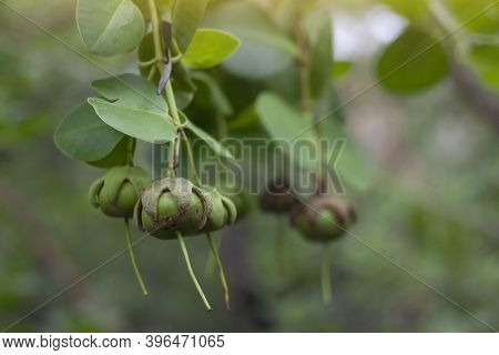 Sonneratia Ovate Fruit, Mangrove Apple Or Cork Tree With Sunlight On Blur Nature Background. Is A Th