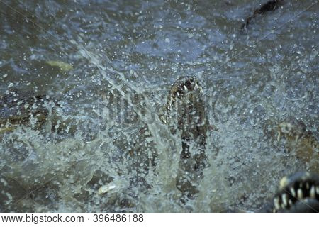 Cambodia Siem Reap Crocodile Farm