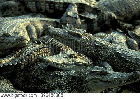 Cambodia Siem Reap Crocodile Farm