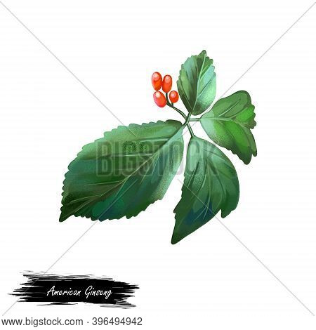 American Ginseng With Green Leaves And Red Fruit Berry Isolated Digital Art Illustration. Panax Pana