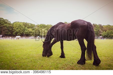A Low Angle Cattle Horse Portrait Image In Sephia