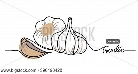 Garlic Vector Illustration, Background. One Line Drawing Art Illustration With Lettering Organic Gar