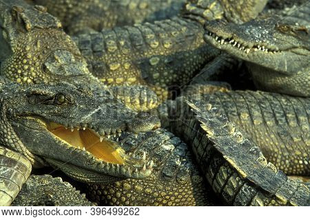 Cambodia Siem Reap Crocodile Farm
