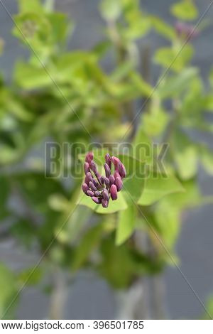 Honeysuckle Dropmore Scarlet Flower Buds - Latin Name - Lonicera X Brownii Dropmore Scarlet