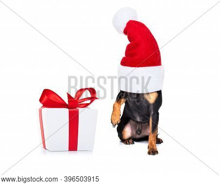 Christmas Santa Claus Praguer Ratter Dog As A Holiday Season Surprise Out Of A Gift Or Present Box  