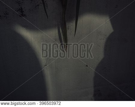 Panoramic Shot Of A Plant And Light Reflecting On The Wall