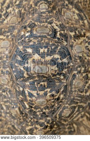 african ground tortoise shell pattern, natural texture