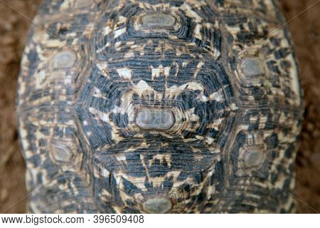 african ground tortoise shell pattern,  natural texture