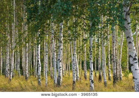 russischen Birken