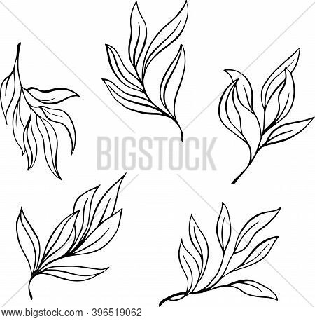 Vector Set Vintage Branches With Leaves. Decorative Elements for Decoration