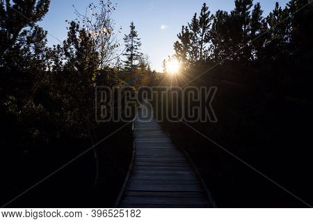 Wooden Footbridge Between Birch And Pine Trees During Sunset, Chalupska Slat, Sumava National Park,
