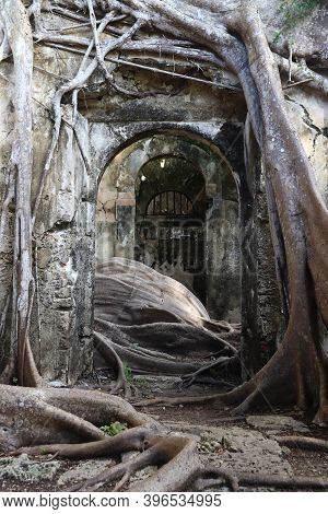 Guadeloupe Landmark Abandoned Slavery Prison Overgrown With Fig Trees. Grande-terre Island.