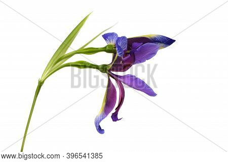 Purple Flower Of Iris Graminea Isolated On White Background. High Resolution Photo. Full Depth Of Fi
