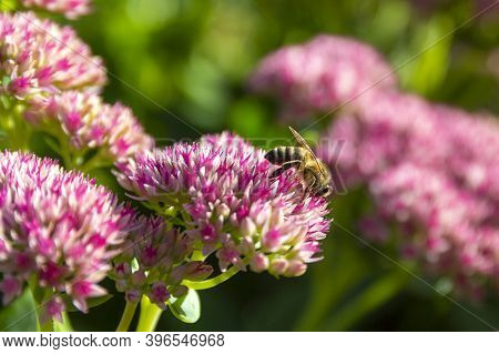 Closeup Of A Bee Enjoying The The Star-shaped Pink Flowers - Fette Henne .
