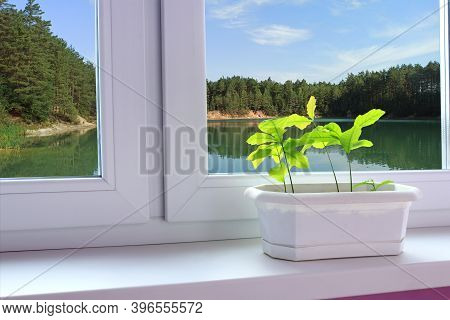 Young Plants Of Oaks On Window-sill And View To Forest Lake. Young Trees Ready To Planting. Beautifu