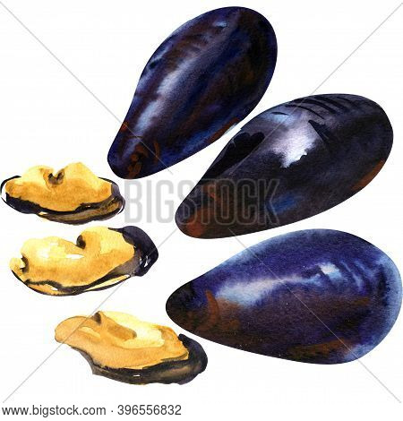 Mussel, Shell, Shellfish, Set Of Sea Mussels, Fresh Mollusk, Seafood, Close-up, Isolated, Hand Drawn