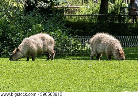 The Capybara, Hydrochoerus Hydrochaeris Is A Mammal Native To South America. It Is The Largest Livin