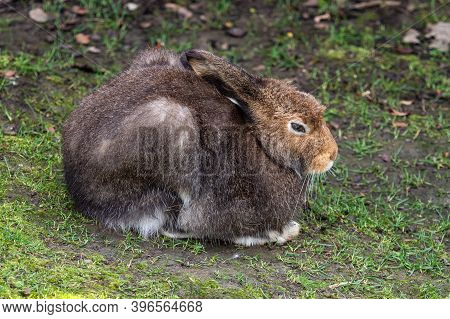 Mountain Hare, Lepus Timidus, Also Known As The White Hare With Brown Hair In Summer