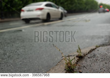 Grass Sprouts Asphalt On The Roadside In The City Center In Rainy Weather