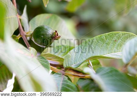 Feijoa Fruit On A Branch. Also Known As Pineapple Guava, Guavasteen. Selective Focus