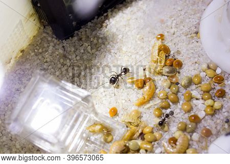 Ants Messor Structor In A Formicaria Closeup