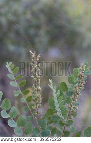 Green Legume Fruit, Chaparral Singlepetal Indigo, Amorpha Californica, Fabaceae, Native Shrub, San B