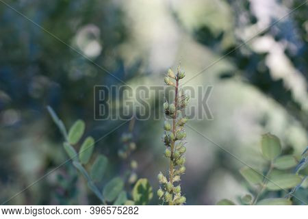 Green Legume Fruit, Chaparral Singlepetal Indigo, Amorpha Californica, Fabaceae, Native Shrub, San B