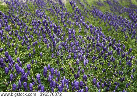 Partially Blurred Natural Background - Many Flowering Plants Of Aconite