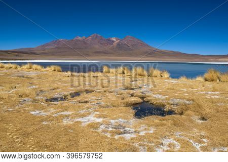 Clear Water, Yellow Grass And Pink Flamingos At Canapa Lake (laguna Cañapa), Bolivia