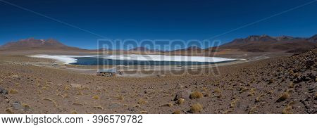 Clear Water, Yellow Grass And Pink Flamingos At Canapa Lake (laguna Cañapa), Bolivia