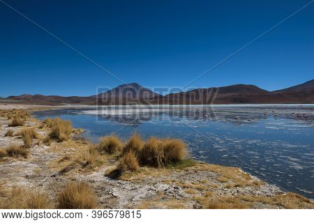The Smelly Lake Hedionda (laguna Edionda) With Flamingos On The Bolivian Highlands, Bolivia