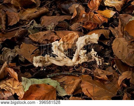 White Saddle Fungus Growing In Sussex Forest, With Leaf Litter.