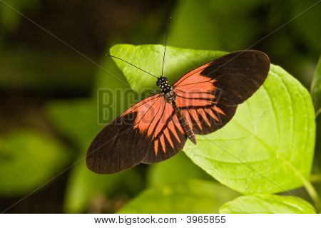 蝶 Heleconius メルポメネー