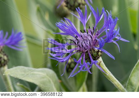 Perennial Cornflower (centaurea Montana)