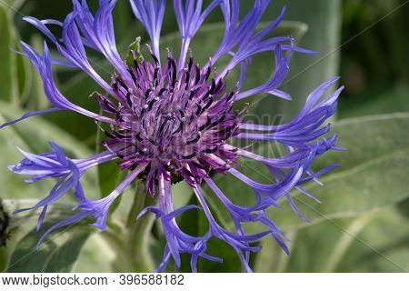 Perennial Cornflower (centaurea Montana)