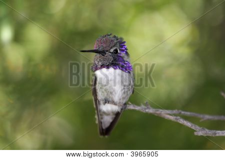 Mužské Costa Hummingbird (Calypte Costae)