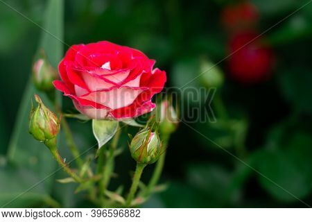 The Bud And Flower Of A Bright Red Rose Of The Schone Koblenzerin Variety In Greenery In The Garden 