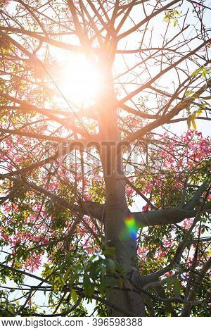 Blooming Chorisia Speciosa St.hil In A Sunny Day Against The Sun