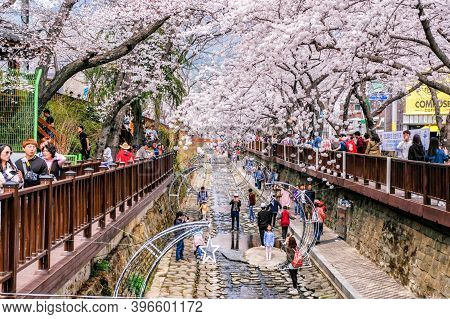 1 April 2018 : Many Tourist Came To Jinhae, South Korea, To See Beautiful Blooming Cherry Blossom Du