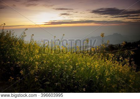Beautiful Yellow Flower Blooming Against Foggy  Mountain Range In Tubberk Thailand