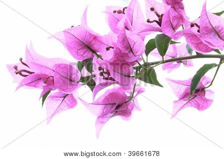 Fiore di carta