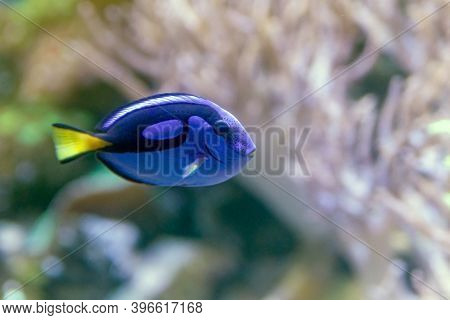 Blue Tang Or Paracanthurus Hepatus, A Number Of Common Names Are Attributed To The Species, Includin