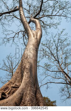 Huge Big Tree Tetrameles Nudiflora In Spring